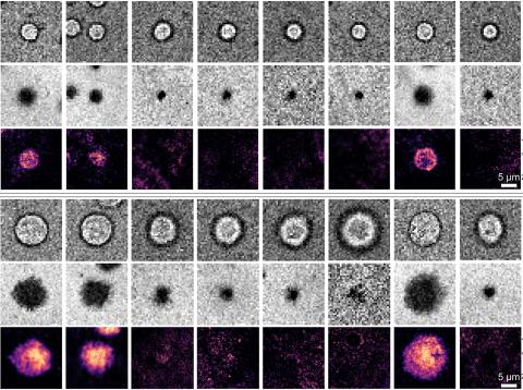 Immune Protein interactions