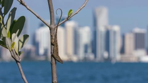 A Cuban brown anole (Anolis sagrei) in Miami (Credit: Day's Edge Productions)