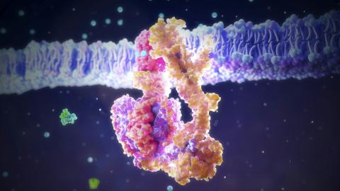 ATP synthase is an enzyme that has been using phosphate to generate life’s energy for millions of years.