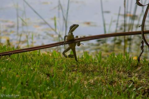 A brown basilisk missing both its entire left forearm and part of its right hind limb. Brian Hillen